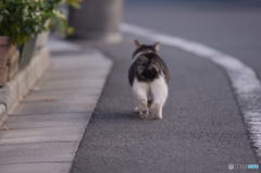 オシリプリプリン