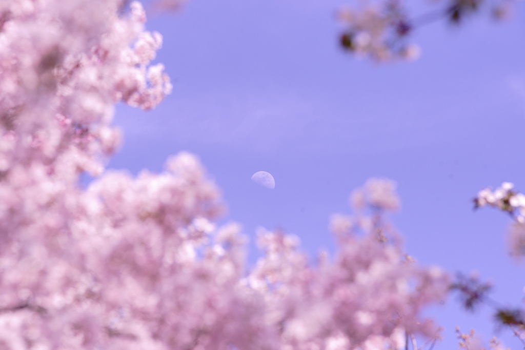月と桜～♪