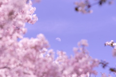 月と桜～♪
