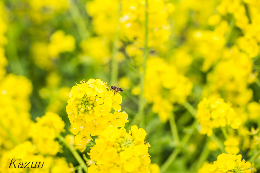 菜の花といえば、、、、