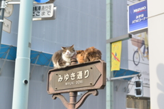 ニャンダフル
