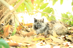 猫豆鉄砲