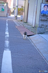 哀愁