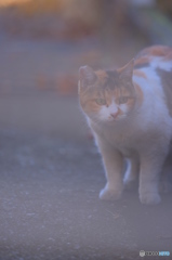 構える