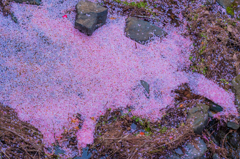 花びらダム