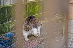 シッポ丸見え