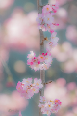 ー和の-想いー