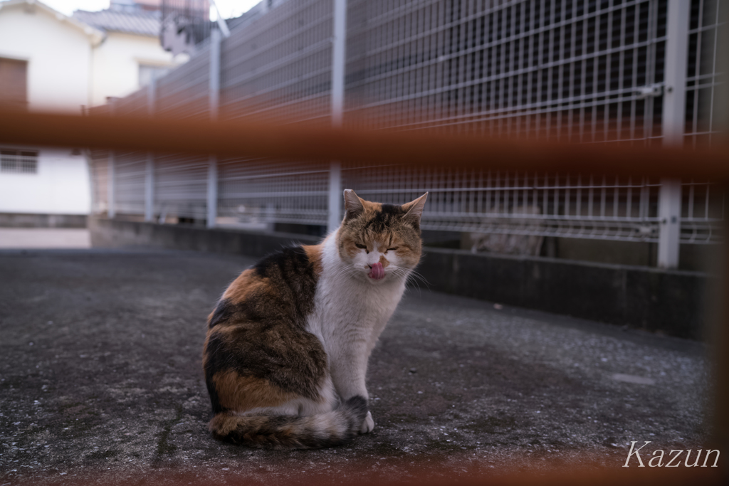 ペロリンチョ