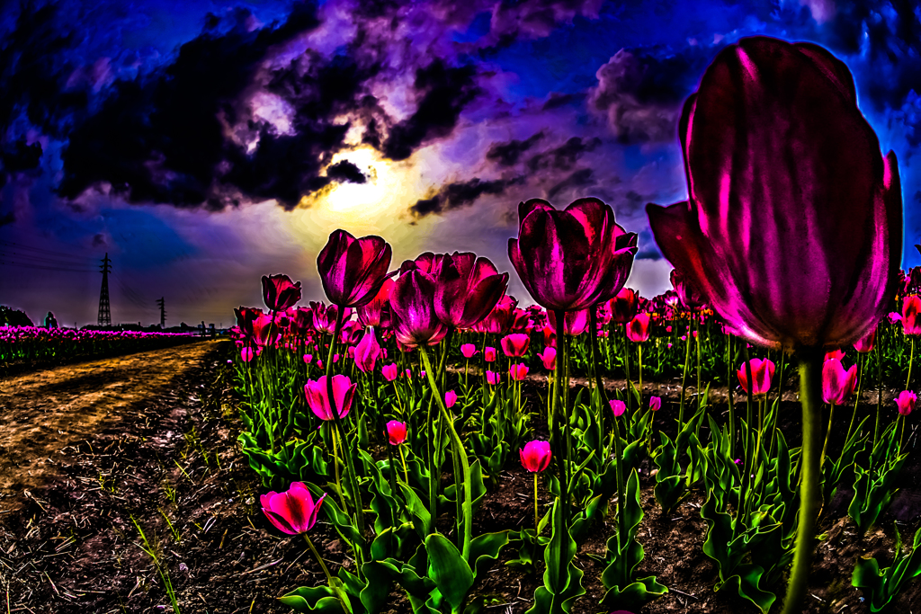 TULIP　ＰＯＷＥＲ！