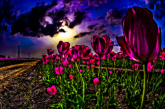 TULIP　ＰＯＷＥＲ！