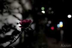夜を囁く
