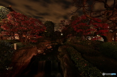 秋の・・・・・