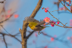 ウメジロ失敗　あるある　４