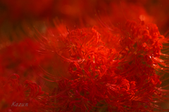 RED DREAM!
