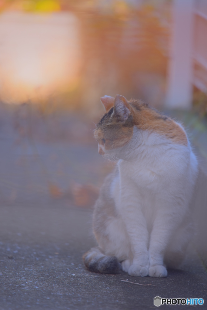 たそがれる