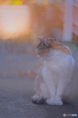 たそがれる