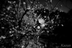 蝋の花