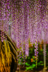 wisteria