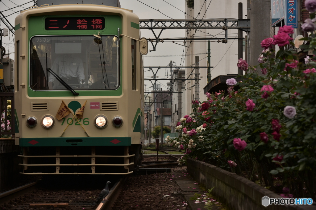 轢かれる・・・・・