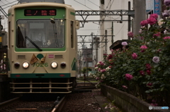 轢かれる・・・・・