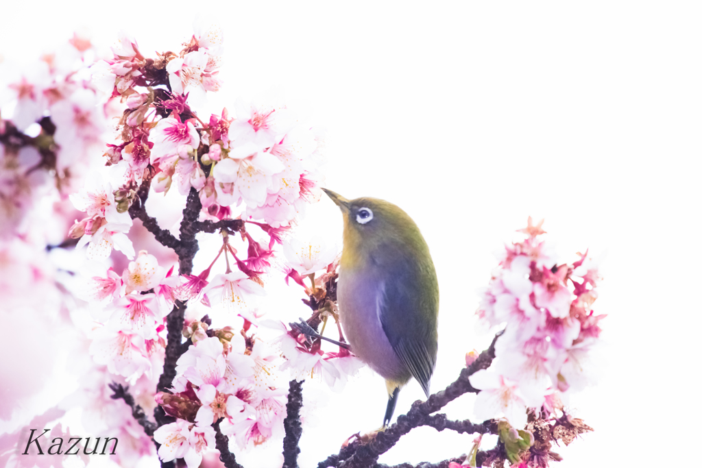 1本足打法