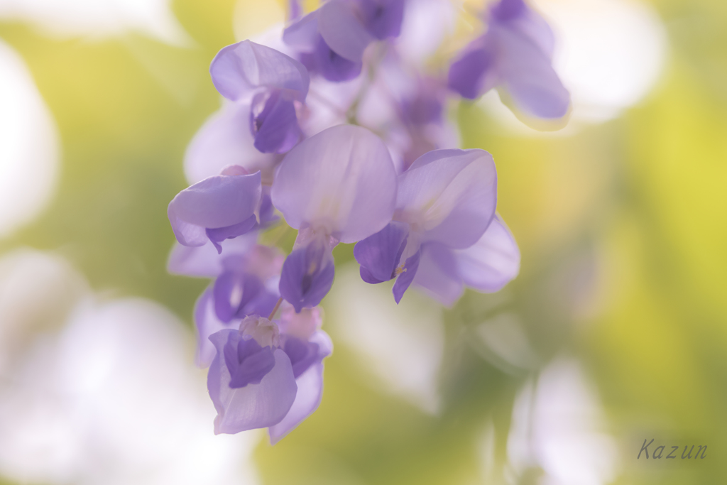 愛しき香り