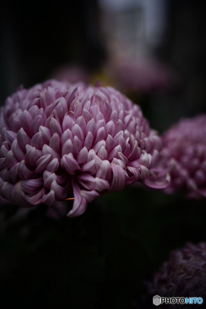 お菊さん・・・・・