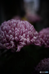 お菊さん・・・・・