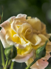 夜の薔薇