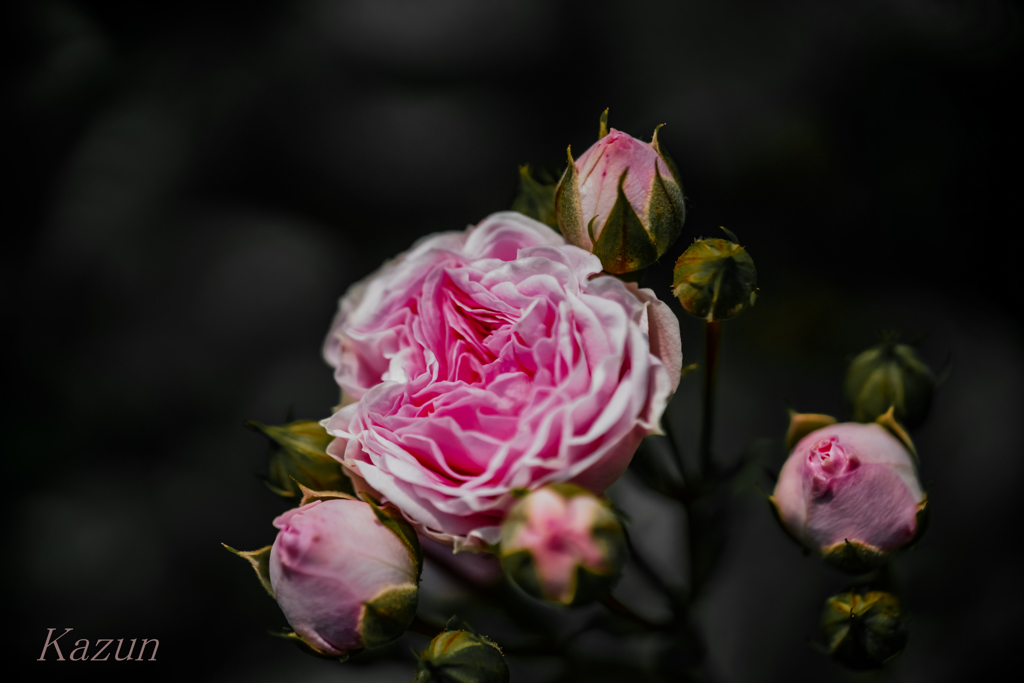薔薇爆弾