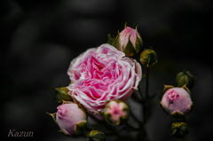 薔薇爆弾