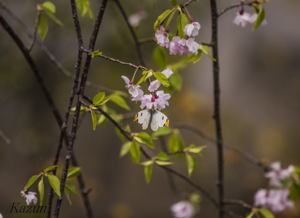 桜に留まる