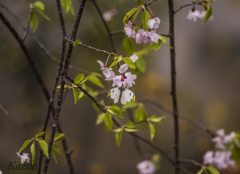 桜に留まる