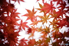 紅葉版画
