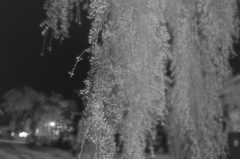 枝垂れの夢