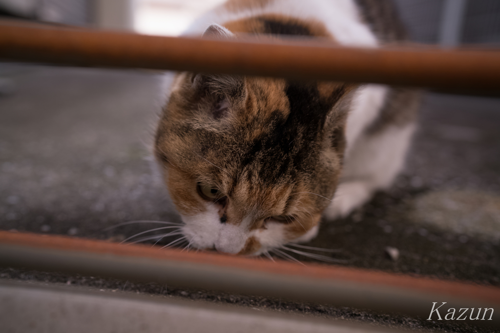 ガブガブ