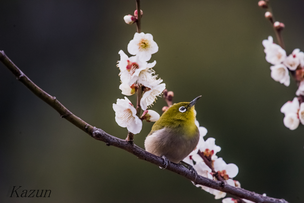 去年の　ウメジロタン！