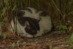 梅雨の猫