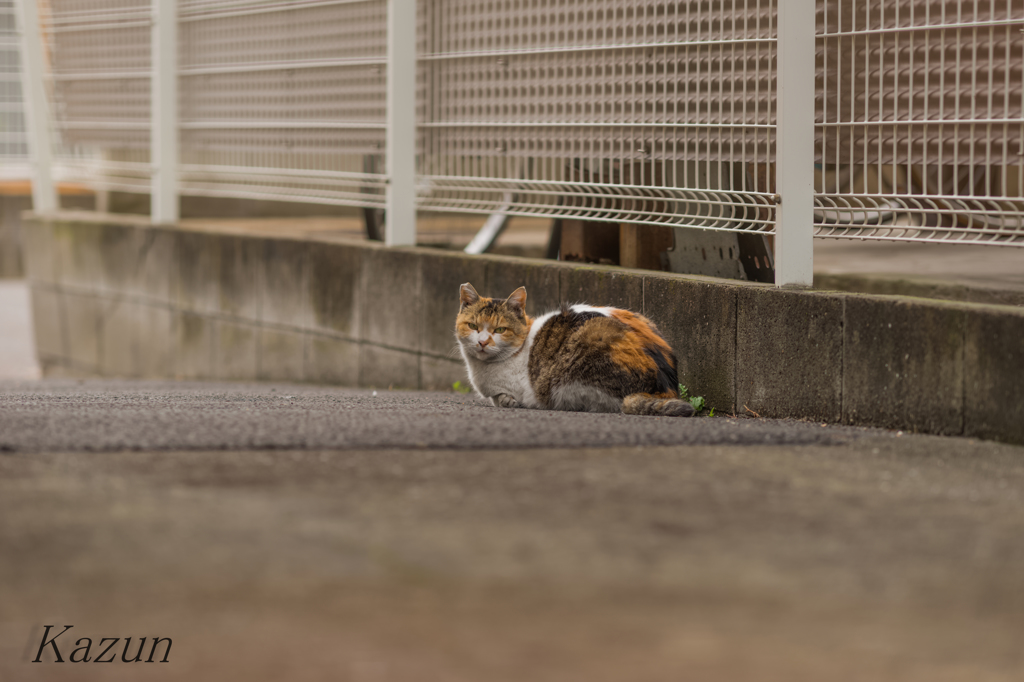 こちらも振り向き