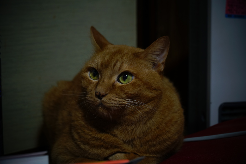 ニャフッ・・・・・