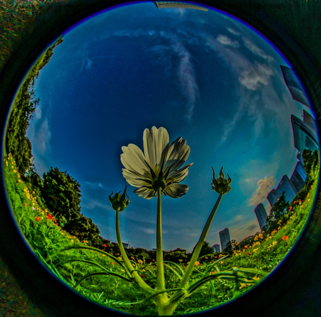 COSMOS INPACT
