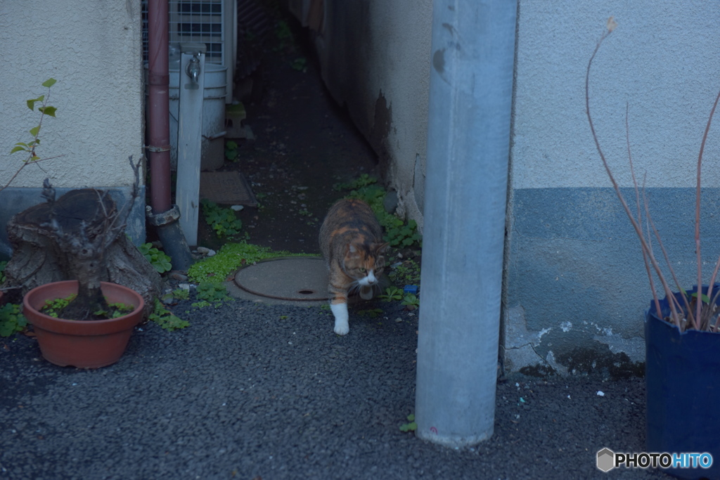 ニャニャ～～ン