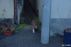 ニャニャ～～ン