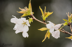 大島桜