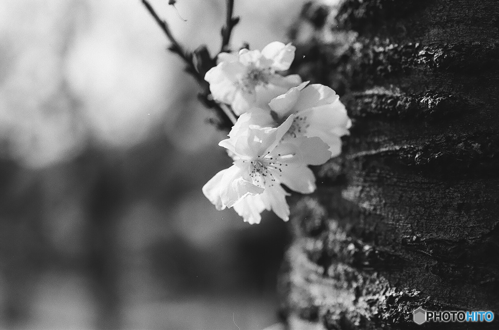 Rollei・ローライ RPX100