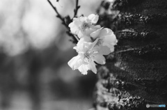 Rollei・ローライ RPX100