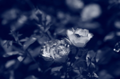 ＩＲＯＮ　ＲＯＳＥ！