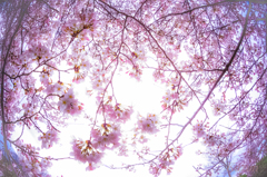 ＳＡＫＵＲＡ