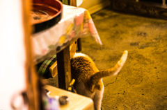 おしっぽ★