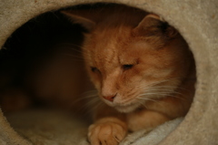 眠そうな目・・・・